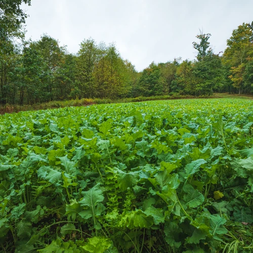 A growing Simply Scatter food plot showing early growth in a remote field. Ideal for no-till planting, this seed blend thrives with minimal prep and draws in whitetail deer during early season scouting.