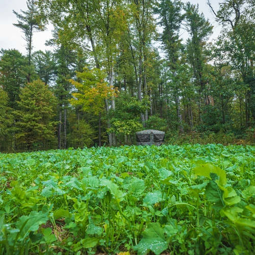 Vibrant mid-growth Simply Scatter food plot with dense green foliage. Designed for tough terrain and low-light areas, this high-protein mix supports deer nutrition and attracts consistent wildlife activity.