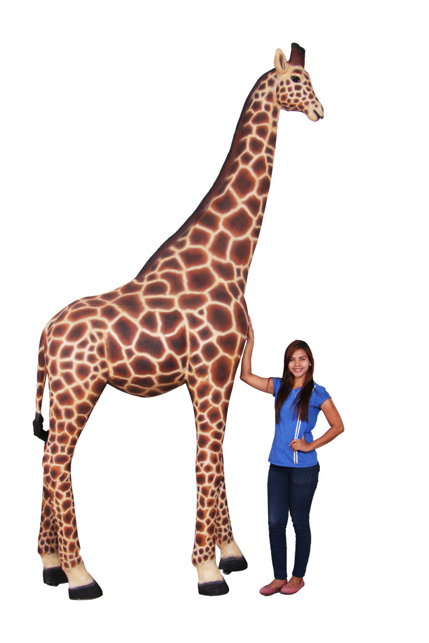 Giraffe 12 ft 79L X 24D X 144H