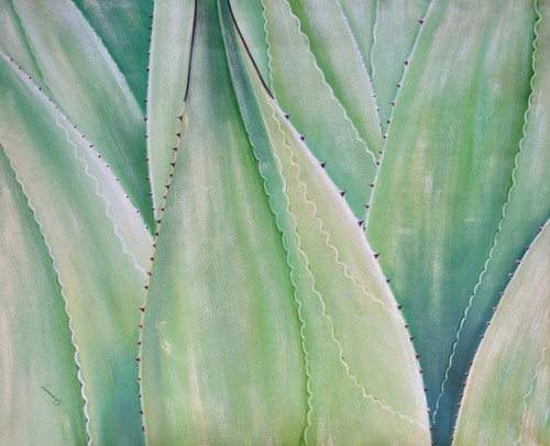 AFD Succulents Gallery Art 48x60