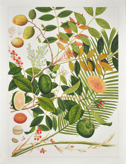 Tropical Botanical II Giclee