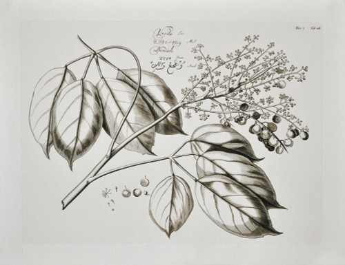 Vintage Botanical Giclee