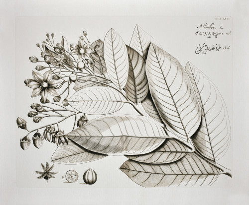Vintage Botanical II Giclee