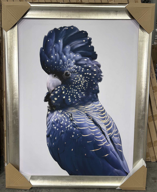 Framed Red Tailed Atoo Giclee
