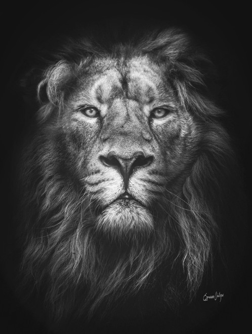 AFD Majestic Lion Art