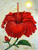 Red Flower 1Gallery Wrapped Giclee