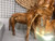 Rustic Teak Horse Sculpture