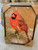 Framed Red Cardinal 36x48