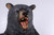 Growling Black Bear