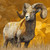 Ram Giclee