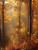 Autumn Forest Trees Giclee