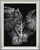 Double Horse Framed Giclee