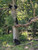 Black Bears Climbing up a Tree Giclee