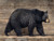 Black Bear Roaming Giclee