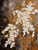 Cherry Blossoms Giclee