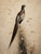Fall Pheasant Giclee