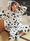 Shop 2020 Cow Coral Fleece Pajamas Women Thicken Korean Cute Sleepwear Under 49