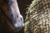Equilibrium PortionPacer Haynet