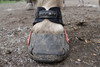 Flex Boot Hoof Boot (Single Boot)