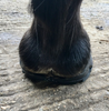 Flex 120 Standard Working Well heel