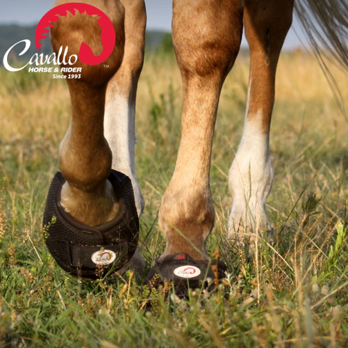 Cavallo