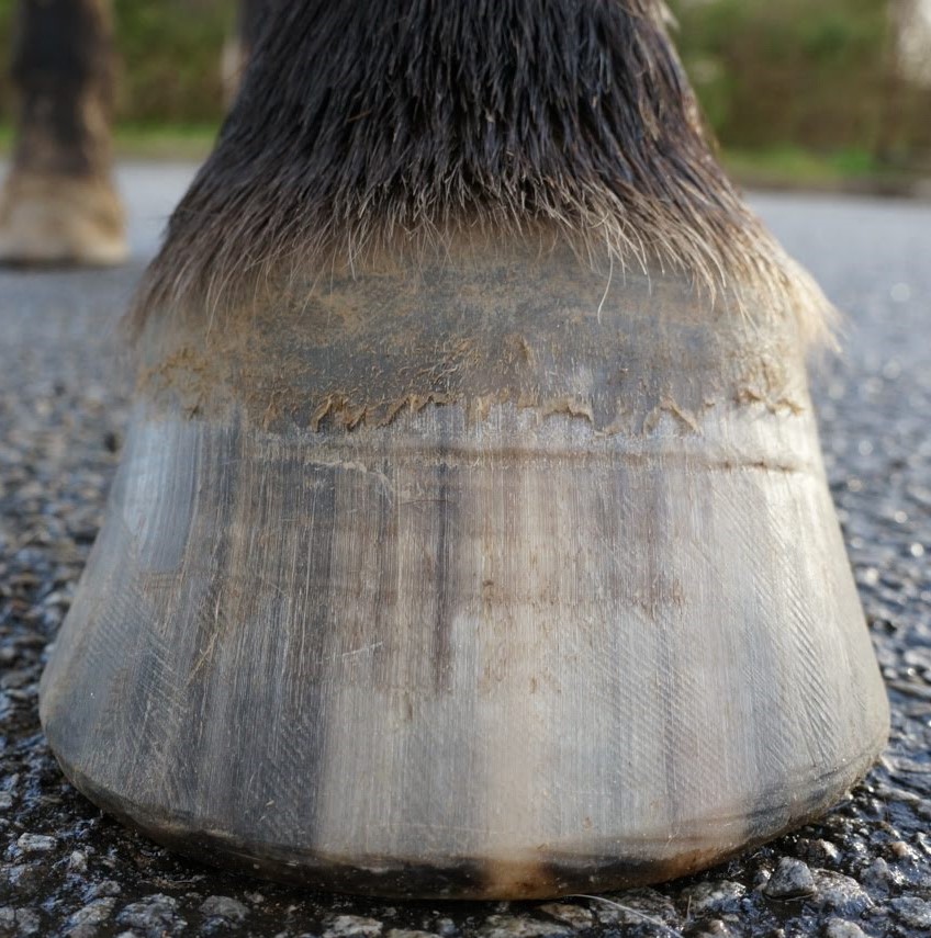 How to measure for Hoof Boots