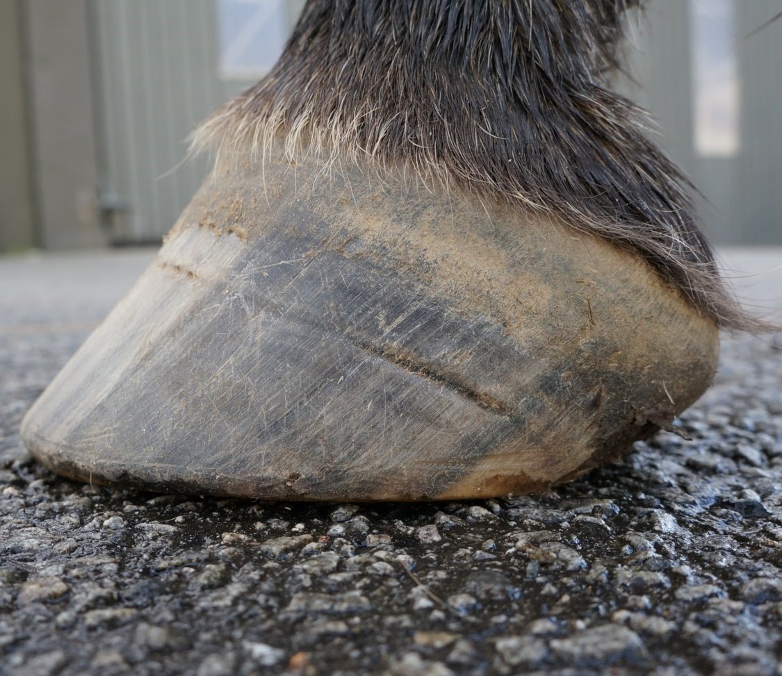 How to measure for Hoof Boots