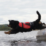  Crewsaver Petfloat Dog Life Jacket Red 