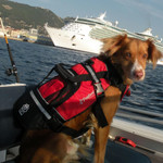  Crewsaver Petfloat Dog Life Jacket Red 