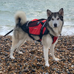  Crewsaver Petfloat Dog Life Jacket Red 