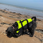 Besto Redding Besto Deluxe Dog Buoyancy Aid Yellow/Black 