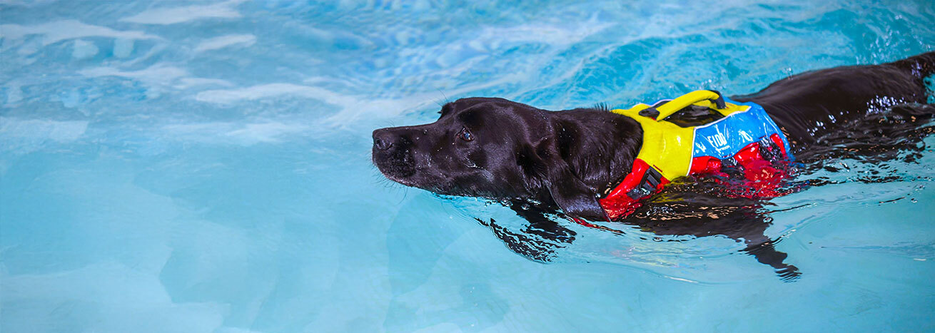 Labrador Dog Life Jacket