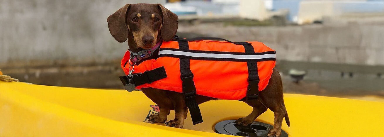 Sausage Dog Life Jacket