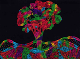 jng0eg69hl5311o235m6qbja6h-13769-Bertie-scratch-art-paper-lifestyle-tree.png