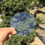 cae999jdsp6bdfnpnt8ht5l14b-14783-Pre-Cut-Acetate-Circles-15cm-20pc-1.png