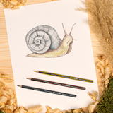 hvh9avp0bt2sf2p2rspn97l66j-15071-Staedtler-Noris-Coloured-Pencils-12pc-185-C12-2.png