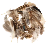 6i84e3opld0ml6018buatcqf3e-15153-Bertie-Neutral-Feathers-Assorted-Varieties-50pc-1-web.png