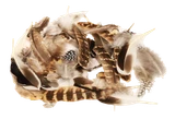 co040c6gdt1f9d68pakntb265u-15153-Bertie-Neutral-Feathers-Assorted-Varieties-50pc-2-web.png