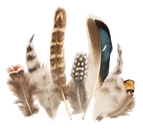 tpg4sfcfbt55bb1eqeojej5s5m-15153-Bertie-Neutral-Feathers-Assorted-Varieties-50pc-4-web.png