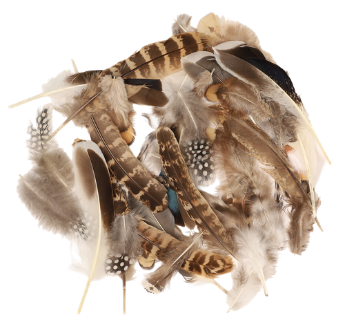 6i84e3opld0ml6018buatcqf3e-15153-Bertie-Neutral-Feathers-Assorted-Varieties-50pc-1-web.png