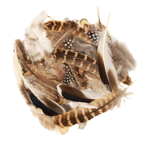 ccts8fi0h16v1809dgg4jrt07d-15153-Bertie-Neutral-Feathers-Assorted-Varieties-50pc-3-web.png
