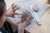lur7gpk8ml55refig1nlc2ki6q-13050_Clayworks_Clay_Earthenware_Paper_10kg_Detail_Lifestyle_1.jpg