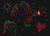 oha4bqrv6d55l3usde906cl559-13769-Bertie-scratch-art-paper-lifestyle-girly-en.jpg