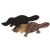 7bp9gb188d27r6u7lklbp6kf47-14227-Scratch-Art-Australian-Animals-Lifestyle-platapus.png