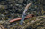 A Browning Primal hunting knife sticking into a mossy log next to its leather sheath in a forest