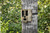 A camouflage trail camera security box strapped vertically to a thick textured tree trunk in summer woods