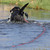 A black labrador retriever swimming away in water while towing a long orange floating check cord