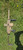 Lion Claw Tactical Omnivore MK1 Silencer