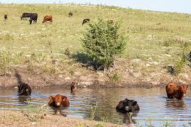 cattle-fire-pond.jpg