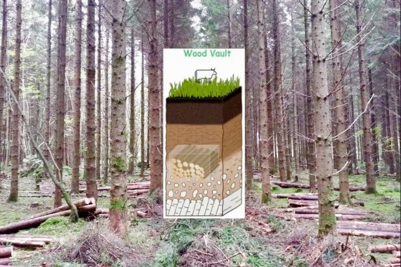 vault-with-forest.jpg